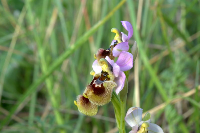 Ophrys tenthredinifera